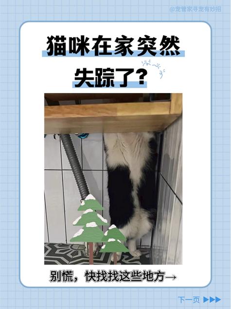 猫咪在家里凭空消失怎么能找到?