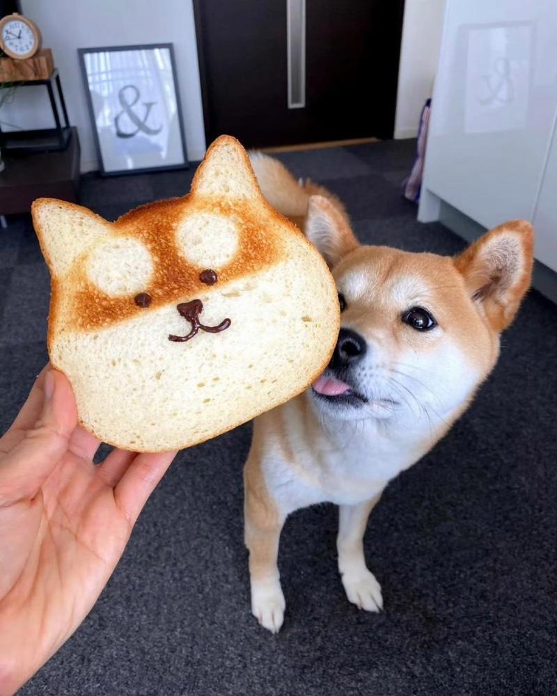 狗子可以吃面包吗