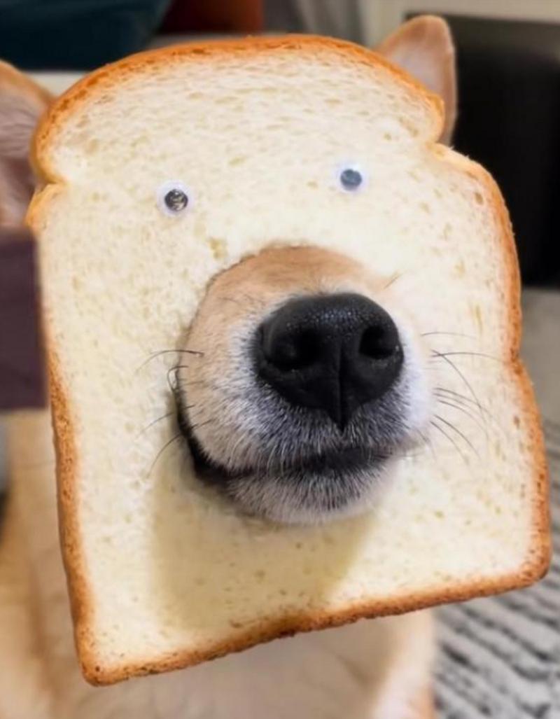 小狗可以吃面包呢?