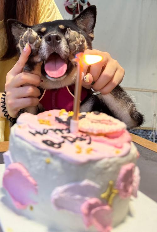 狗狗可以吃蛋糕和面包吗?我家狗狗特别喜欢吃