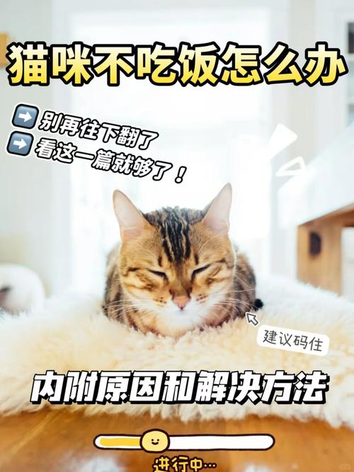 猫咪猫瘟不吃饭不喝水怎么办
