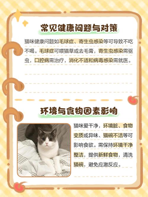 为什么猫猫一直不吃饭?