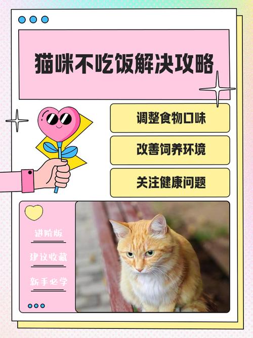 你好。我猫咪3天不吃饭了怎么办