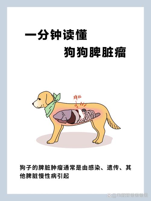 如何判断老年犬是否患有脾肿大?