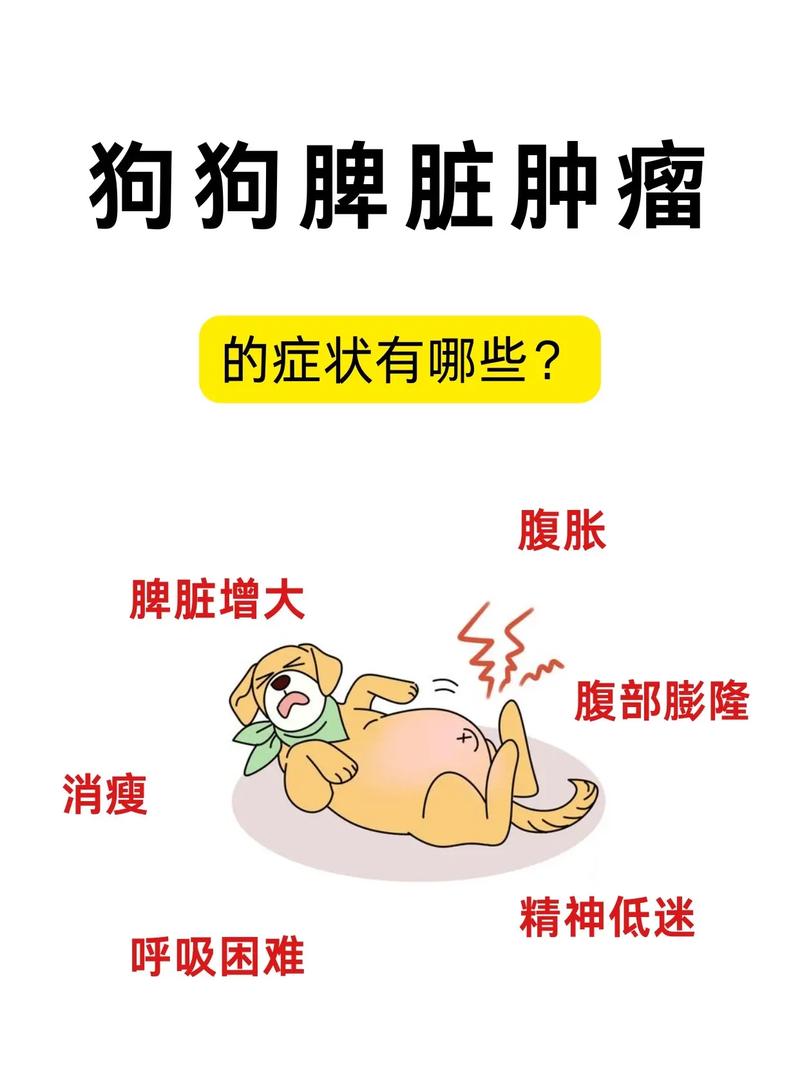 狗狗脾脏不好的症状