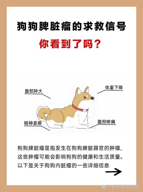狗狗脾脏受伤会有哪些表现?