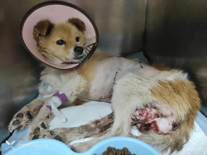 狗脾脏大的原因及处理方法