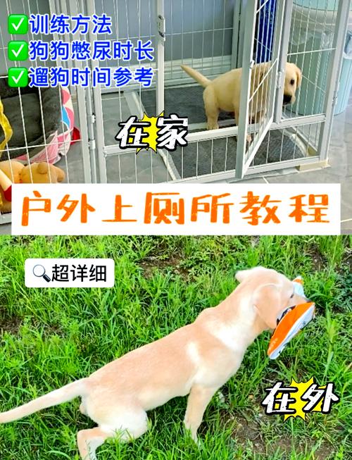 怎么教两个月的狗狗上厕所