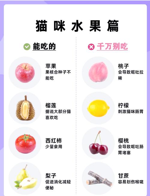 猫可以吃什么水果
