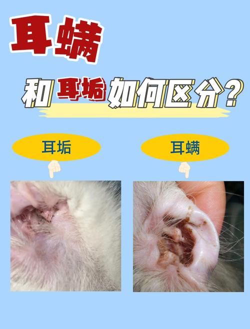 人感染了猫的耳螨