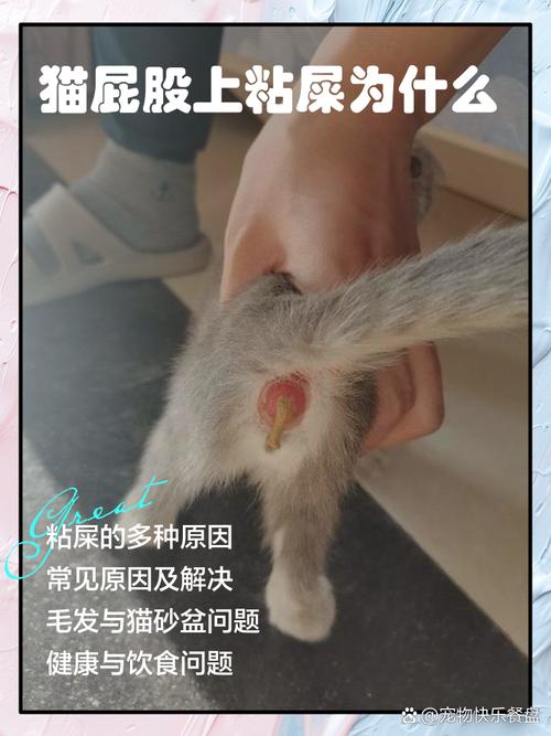 猫咪拉屎为什么老是粘在屁股上