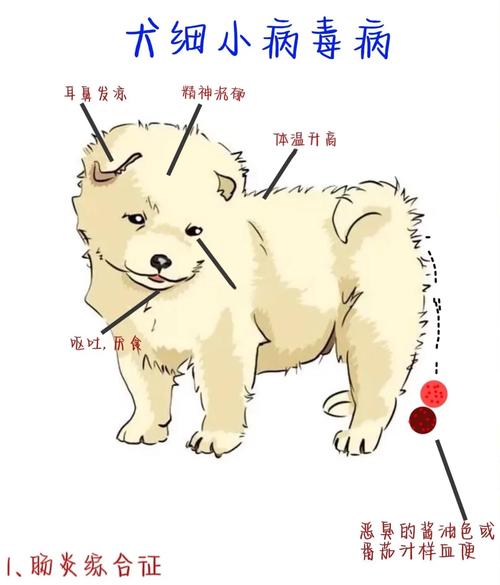 多大的狗容易得细小