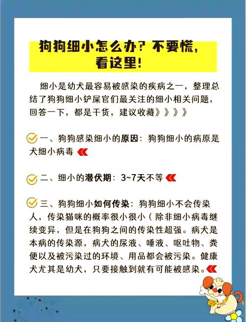 几个的狗狗容易得细小病毒