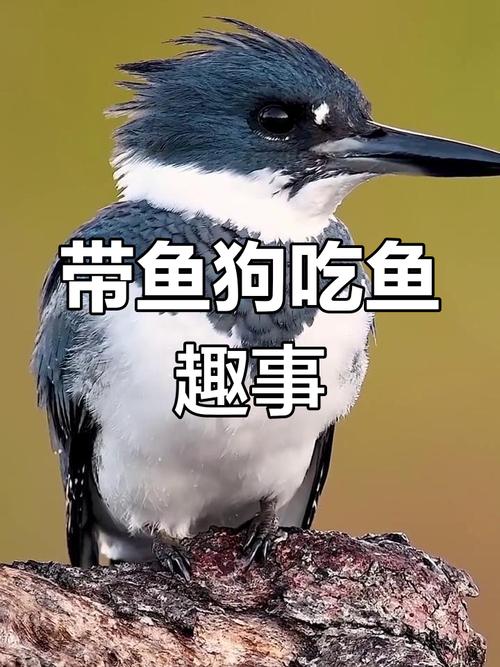 狗狗吃带鱼因为什么
