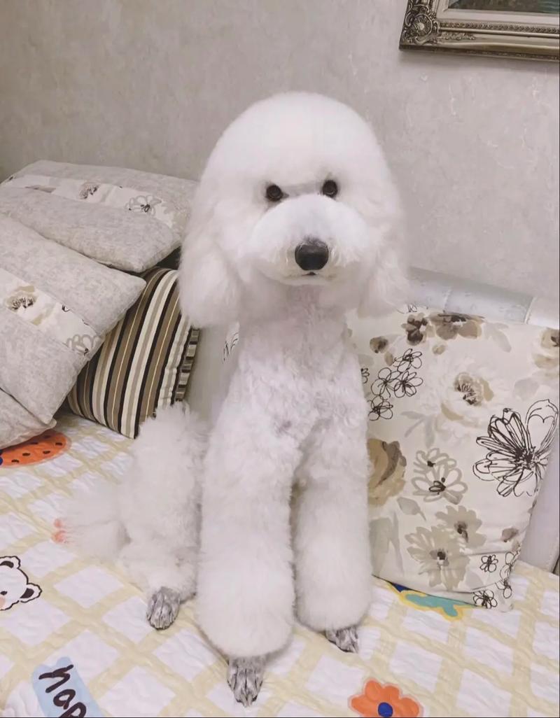 白贵宾两个月大,吃了一点点生带鱼会得细小吗