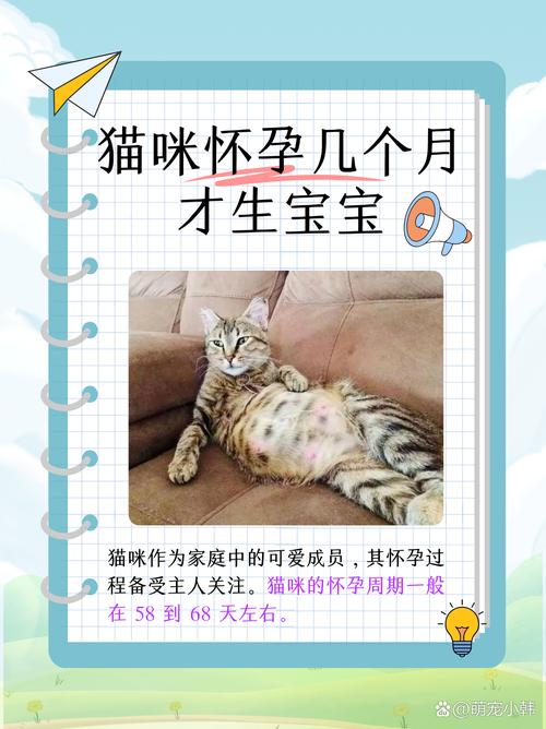 猫怀孕几个月才生