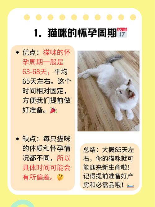 猫咪怀孕几个月才生宝宝