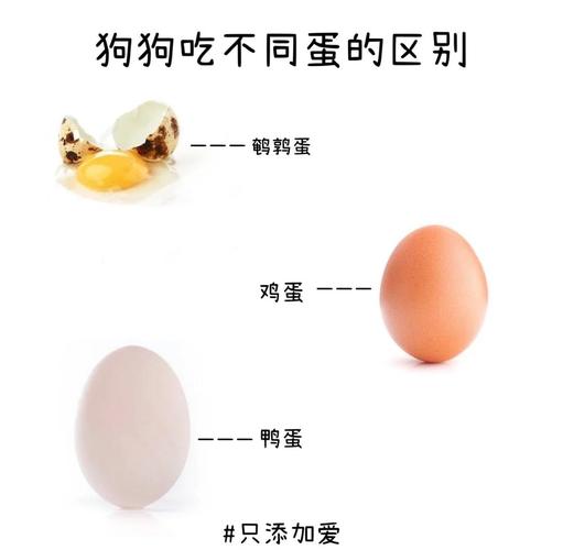 狗狗一天一个蛋黄好吗?