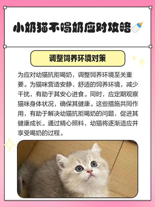 小猫没有奶怎么办拿什么来喂,小猫咪没有奶喝可以吃什么