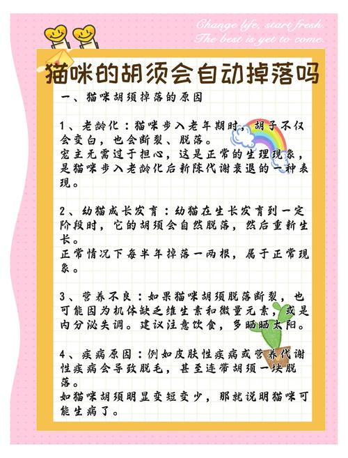 猫咪胡子掉了是什么原因?