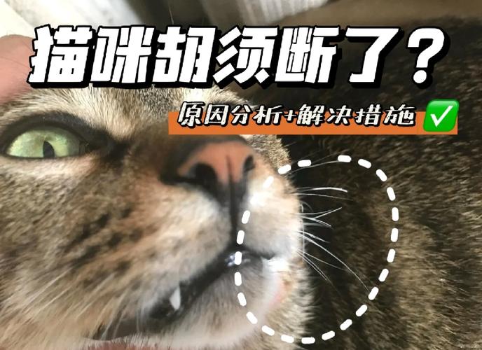 要是猫咪的胡子掉了会有啥说法呢