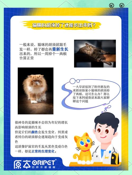 猫咪最近爱掉胡子怎么回事