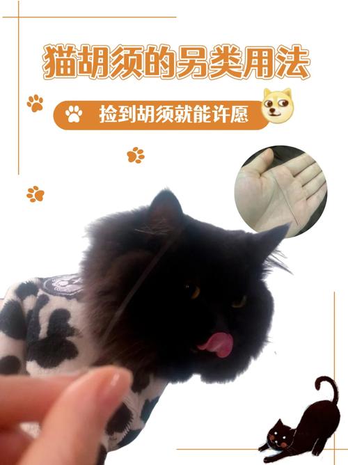 两岁猫咪掉胡子怎么办?