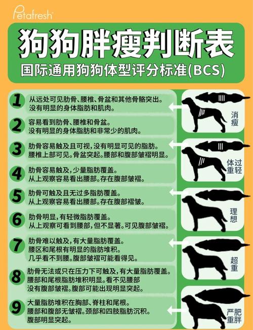 怎样看出狗狗的胖瘦