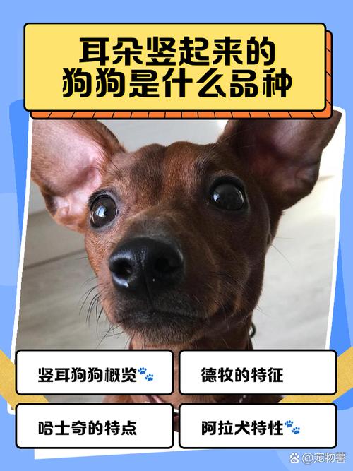 怎么样叫狗耳朵竖起来?