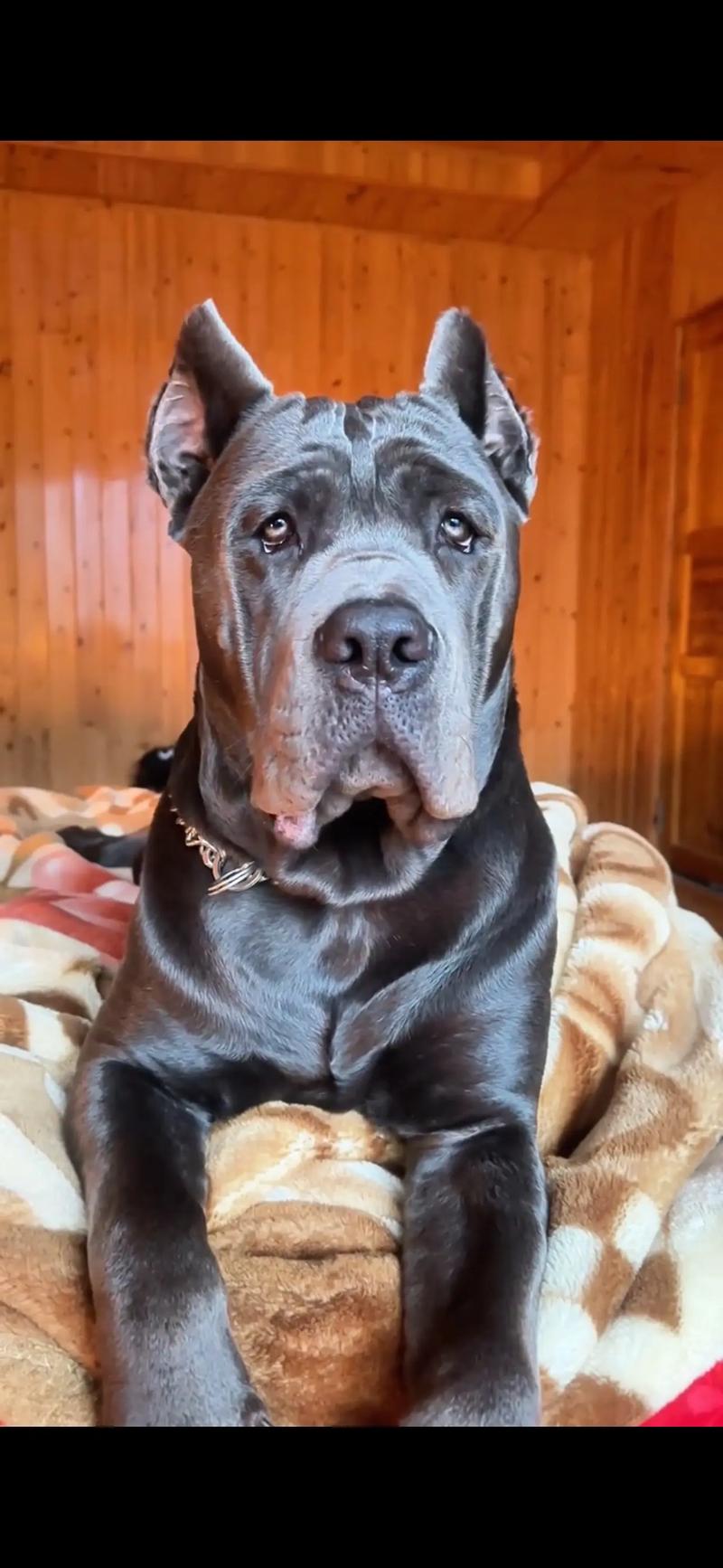 怎么样才能让幼犬的耳朵竖起来?