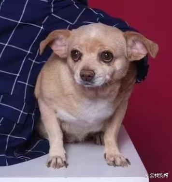 吉娃娃耳朵立起来,又塌下去了,是怎么回事啊?