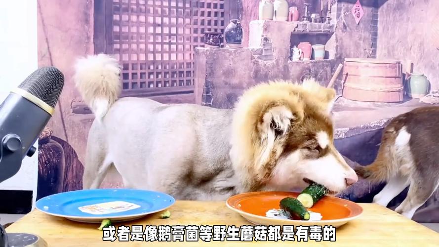 狗狗能吃菌类吗