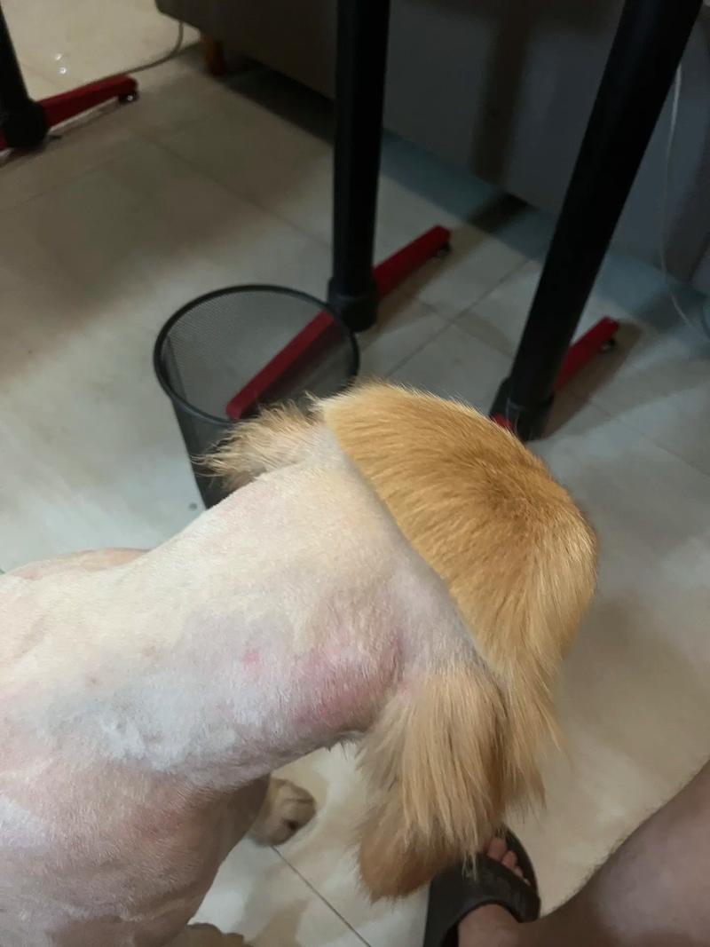 狗狗换毛期都剃了行不行