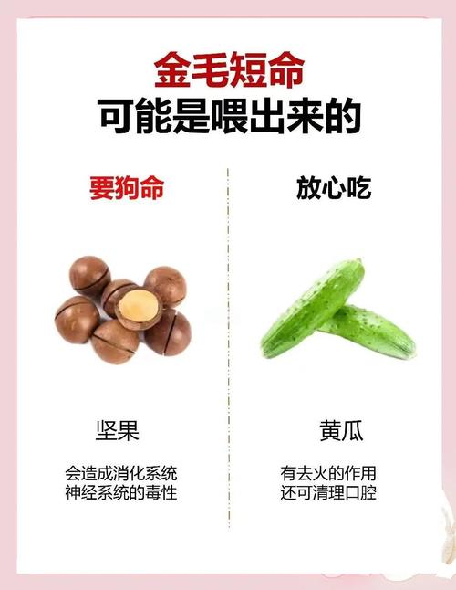 金毛犬生完小狗都要吃什么可以补