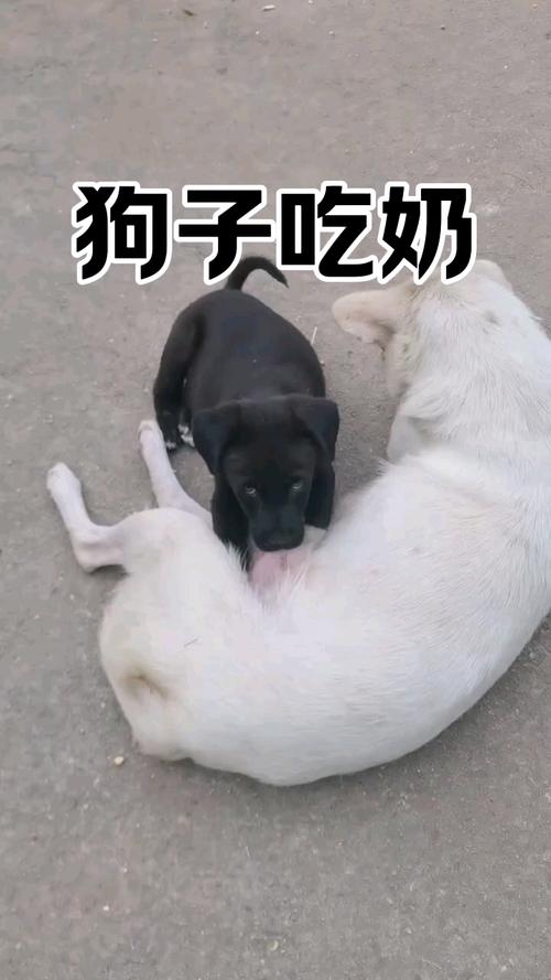 狗狗喝什么汤发奶