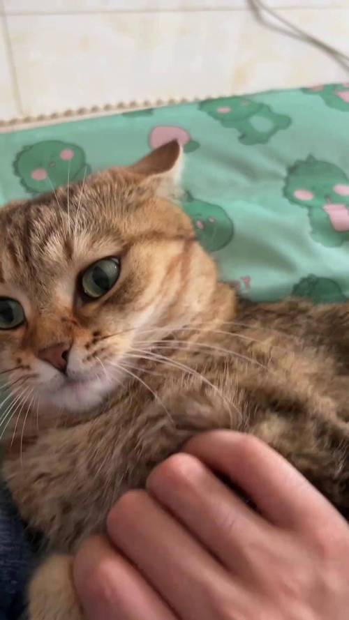 猫咪发情20天了还没结束