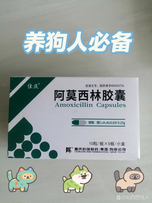 狗狗打喷嚏吃什么药