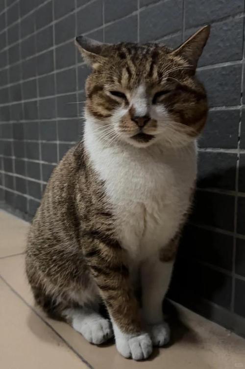 猫的脸肿了是怎么回事