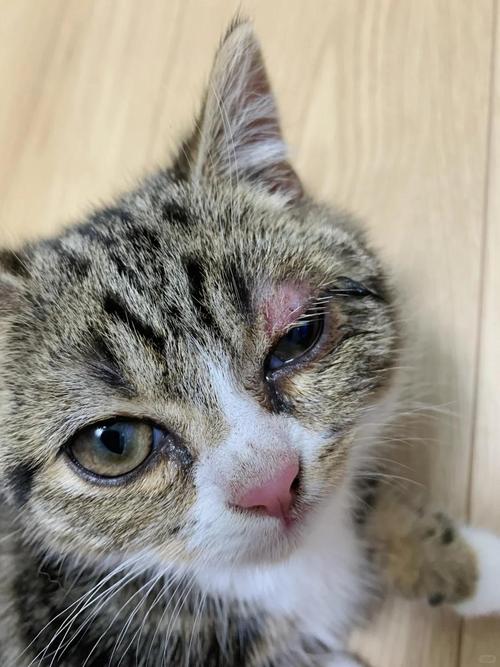 猫的脸肿了怎么办
