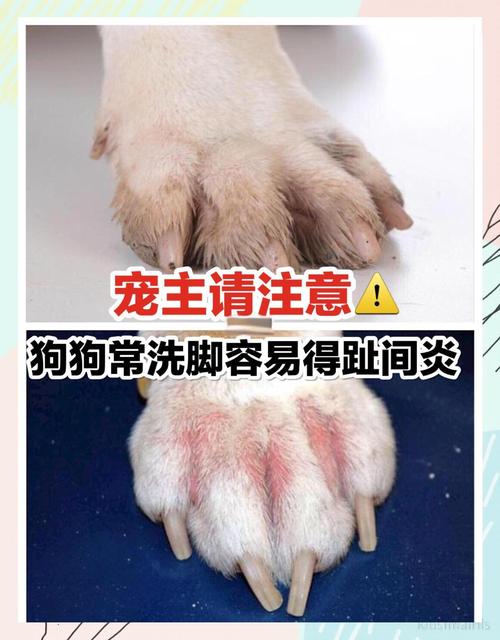 两个月的狗狗能洗脚吗