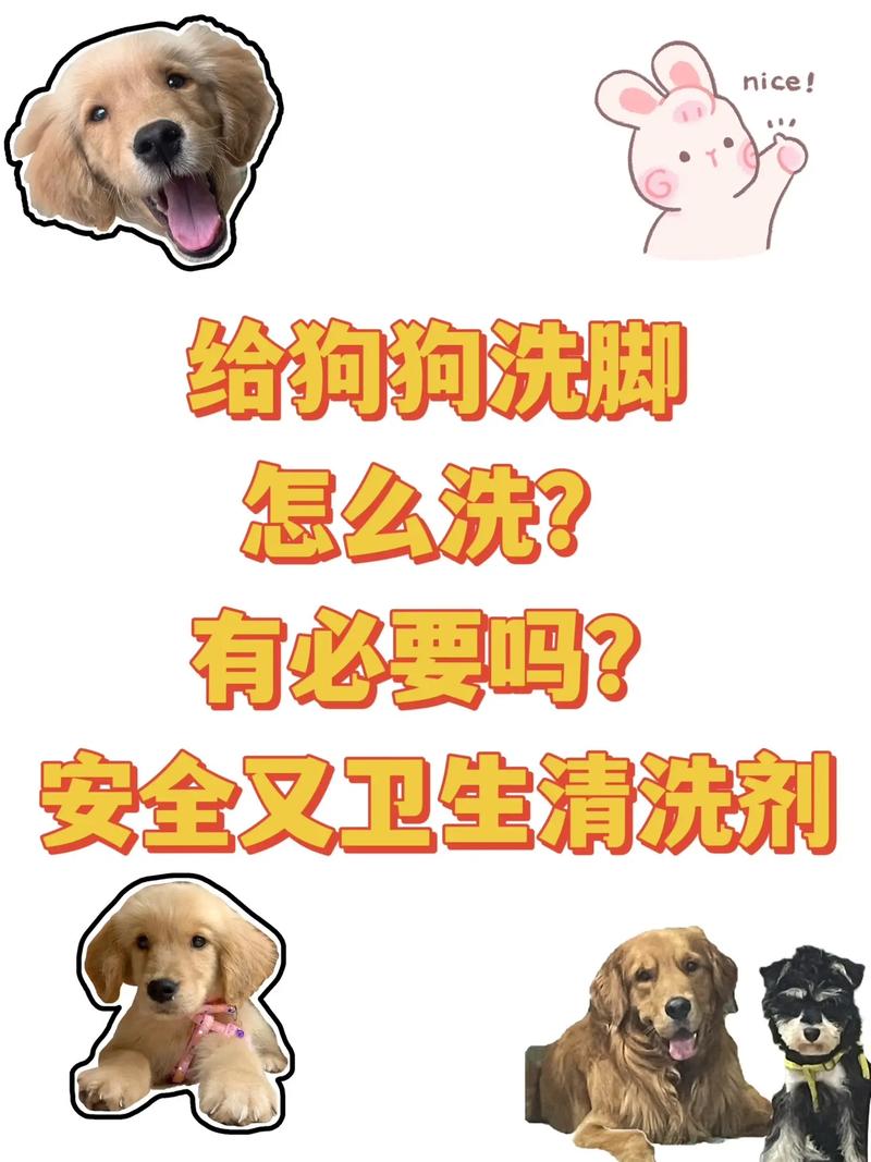 每一次遛完狗狗回家后都给狗狗洗脚这样对狗狗好吗?