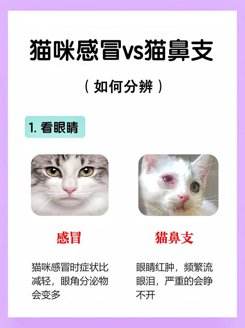 猫流鼻涕打喷嚏可能什么原因