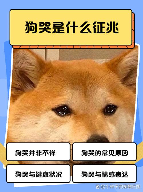 半夜狗哭的10种预兆