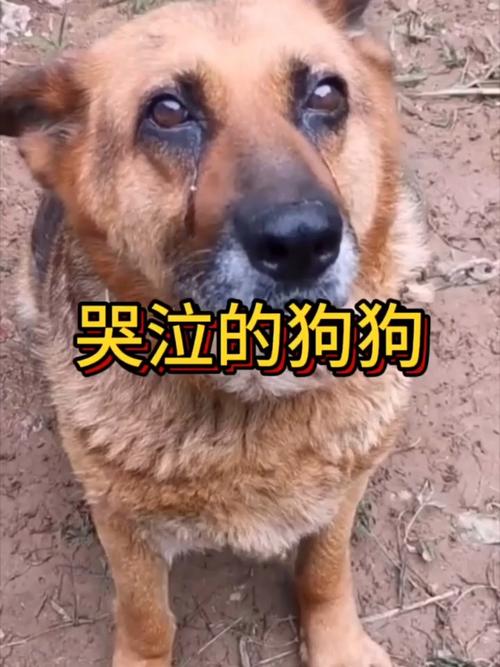 在民间狗狗哭是为什么