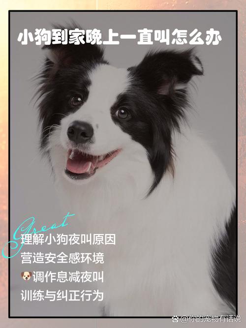 刚满月的小泰迪老是叫怎么办呢?