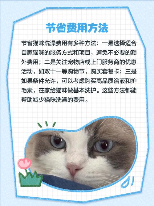 猫咪洗澡多少钱?