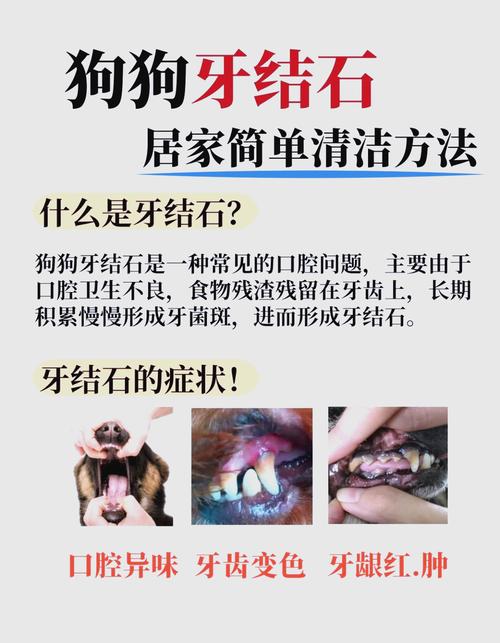狗狗有牙结石怎么去除