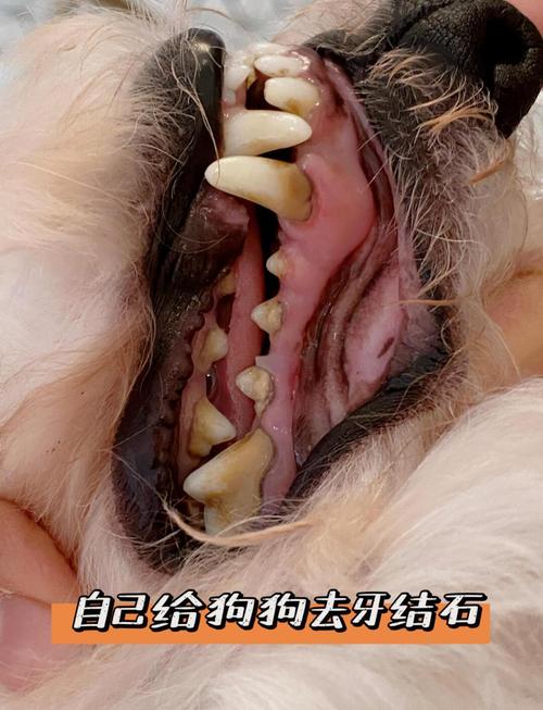 简单方法去狗狗牙结石