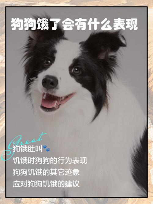小狗饿了会有什么表现啊