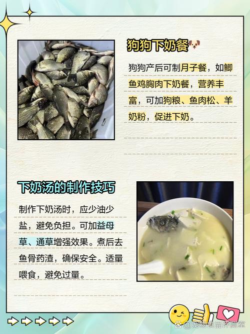 狗狗8种催奶下奶快的食物